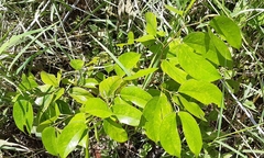 Hymenaea courbaril