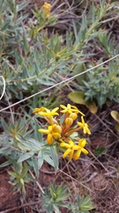 Lasiosiphon capitatus