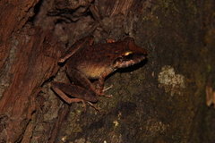 Pristimantis koehleri