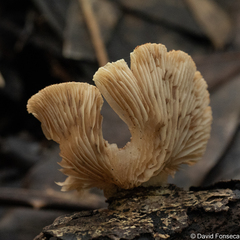 Crepidotus mollis