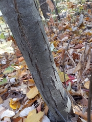 Cryphonectria parasitica