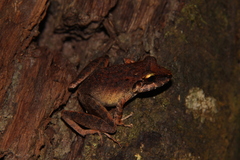 Pristimantis koehleri