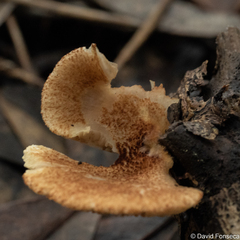 Crepidotus mollis