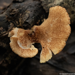 Crepidotus mollis