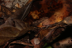 Chatogekko amazonicus
