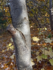 Cryphonectria parasitica