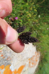 Carex atrata