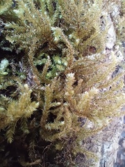 Eurhynchium angustirete