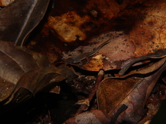 Chatogekko amazonicus