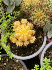 Trichocereeae