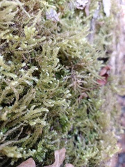 Eurhynchium angustirete