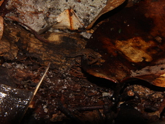 Chatogekko amazonicus