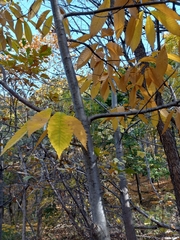 Cryphonectria parasitica