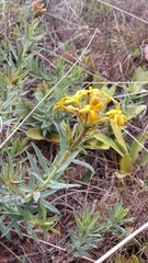 Lasiosiphon capitatus