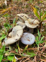 Lactarius paradoxus