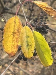 Rhamneae