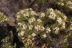 Serruria glomerata