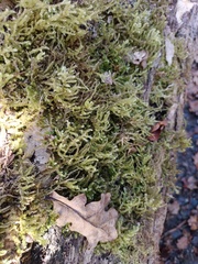 Eurhynchium angustirete