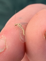 Eremochrysa punctinervis