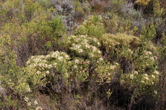 Serruria glomerata