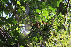 Anabacerthia lichtensteini