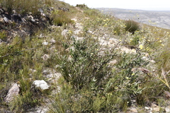 Osteospermum junceum