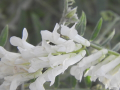 Vicia villosa