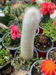 Cleistocactus