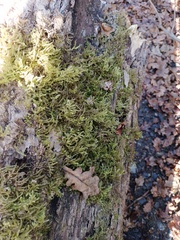 Eurhynchium angustirete