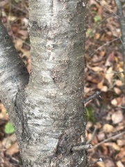 Rhamneae