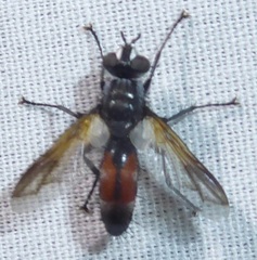 Cylindromyia intermedia