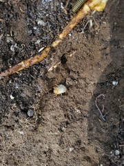 Platycoelia lutescens