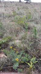 Lasiosiphon capitatus