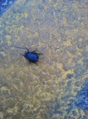 Phyllophaga cribrosa