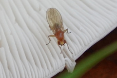 Chyromyidae