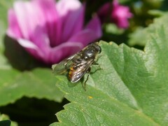 Asemosyrphus mexicanus