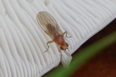 Chyromyidae