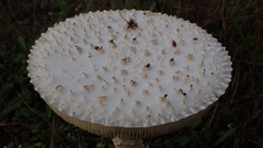 Saproamanita vittadinii