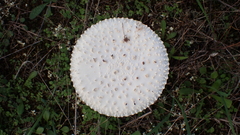 Saproamanita vittadinii