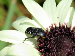 Oxythyrea marginalis