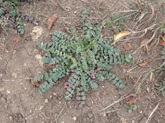 Sanguisorba minor balearica
