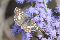 Burnsius communis