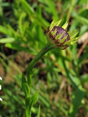 Callilepis laureola