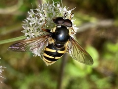 Sericomyia