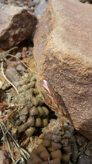 Anacampseros subnuda