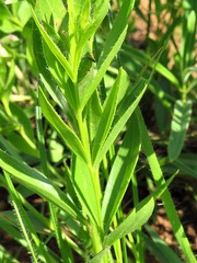 Callilepis laureola