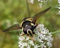 Sericomyia