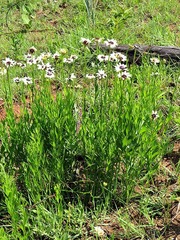 Callilepis laureola