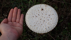 Saproamanita vittadinii