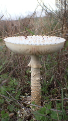 Saproamanita vittadinii